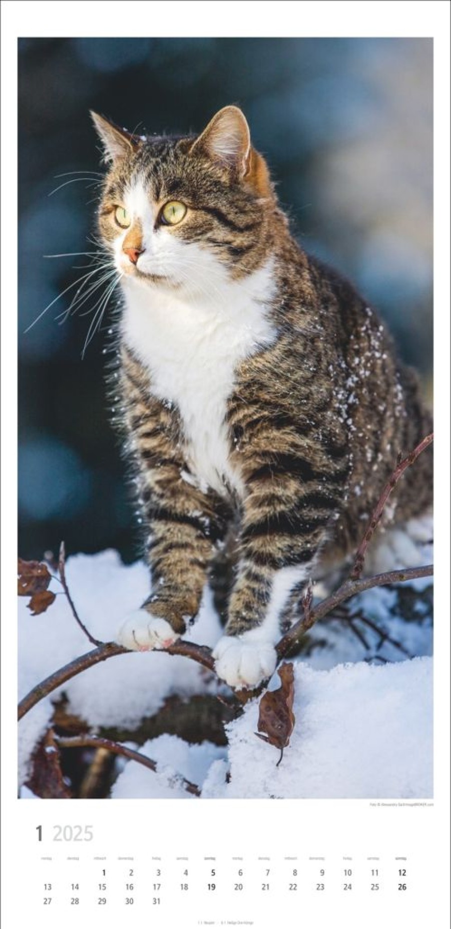 Wholesale Weingarten Katzen Kalender 2025