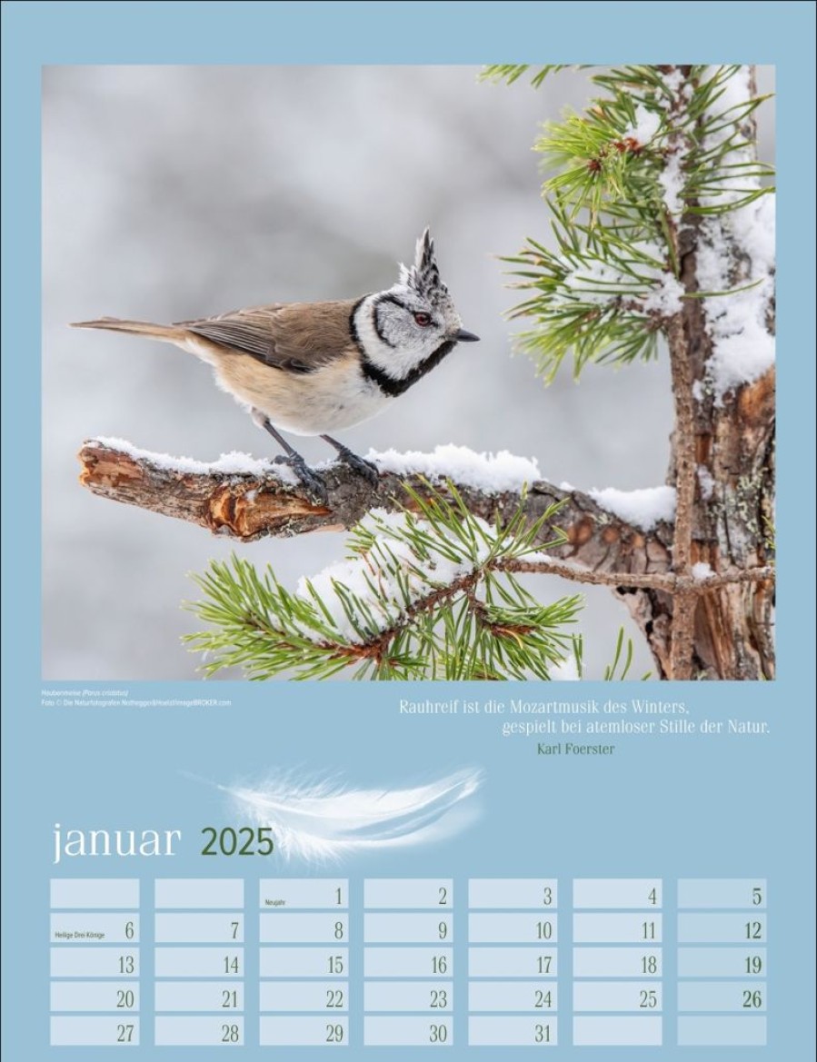 New Weingarten Heimische Vogel Kalender 2025