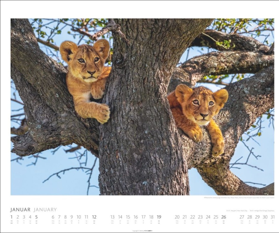 Online Weingarten African Wildlife Kalender 2025