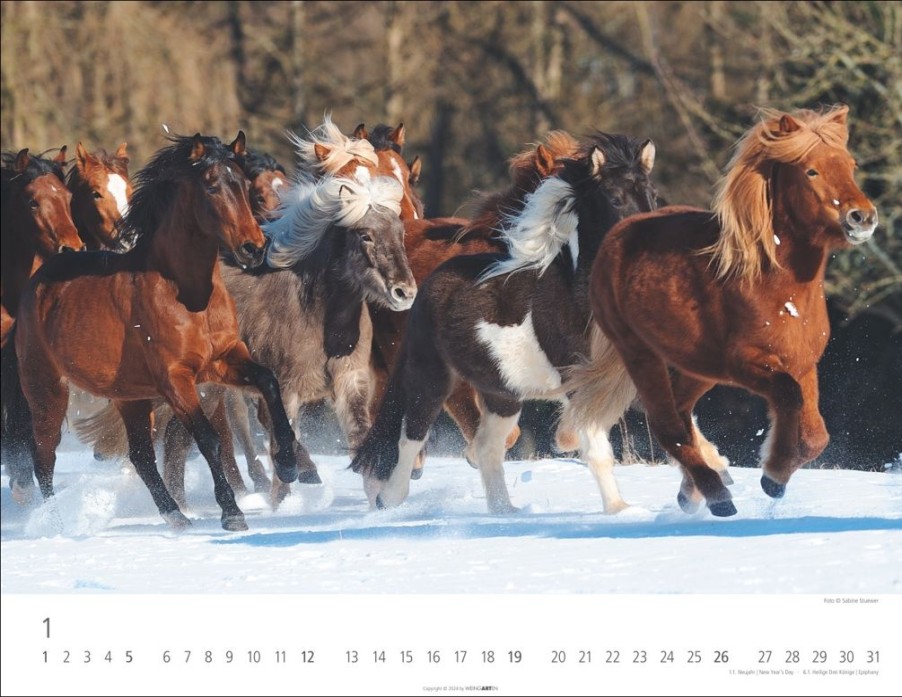 New Weingarten Islandpferde Kalender 2025