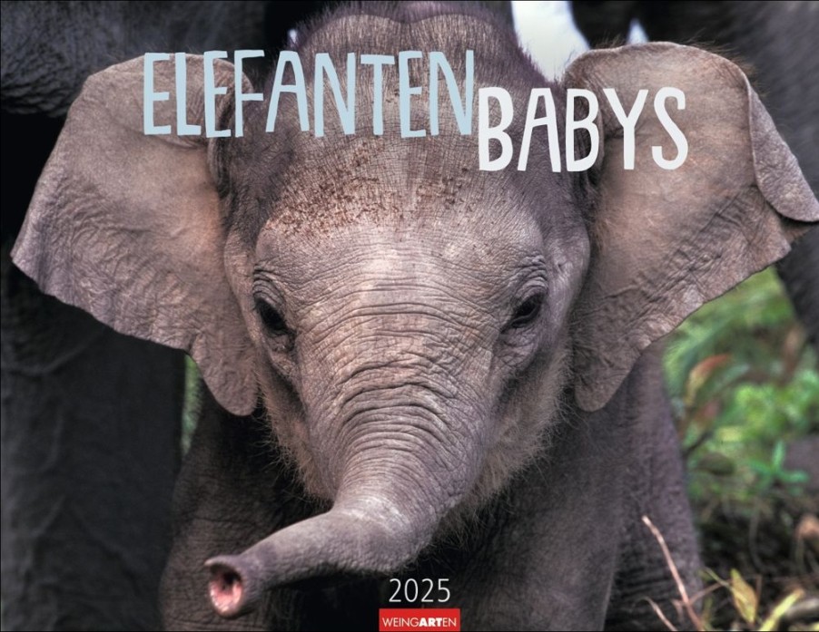 New Weingarten Elefantenbabys Kalender 2025